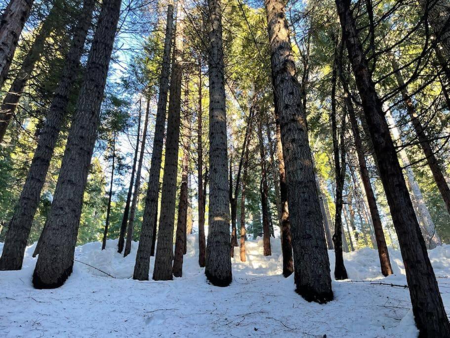 Cedar Oasis - Home Base To Big Trees Арнолд Экстерьер фото