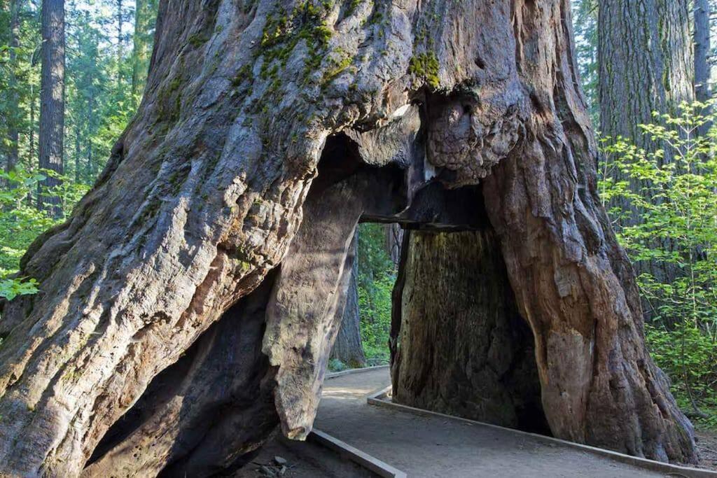 Cedar Oasis - Home Base To Big Trees Арнолд Экстерьер фото