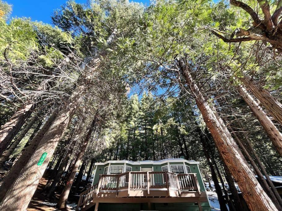 Cedar Oasis - Home Base To Big Trees Арнолд Экстерьер фото
